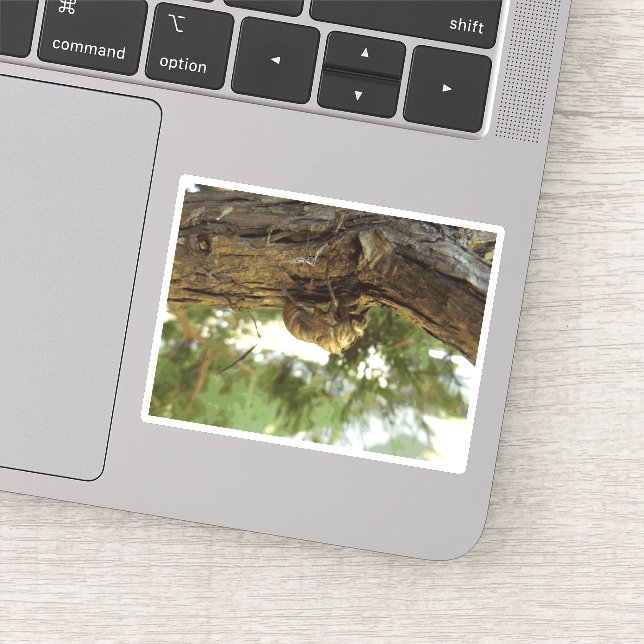 Sticker Coquille de Canada. C'était pressé. (Détail)