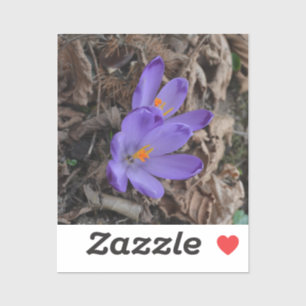 Sticker Crocus de bois à fleurs violettes