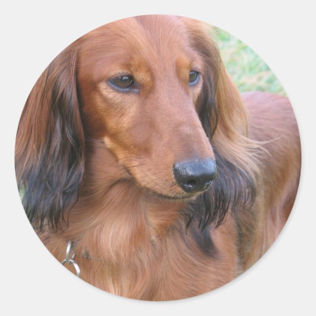 Sticker Dachshund (Devant)