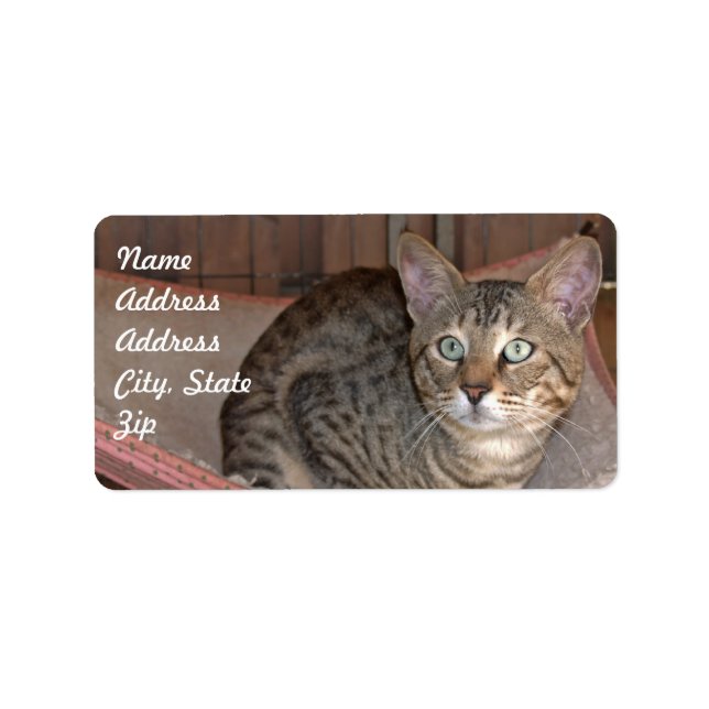 Sticker d'adresse de chat Savannah (Devant)