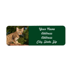 Sticker d'adresse de retour de Savannah Cat