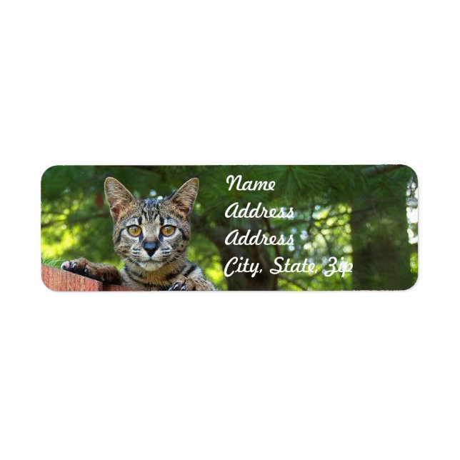 Sticker d'adresse de retour de Savannah Cat (Devant)