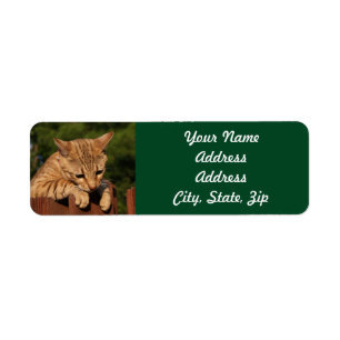 Sticker d'adresse de retour de Savannah Cat
