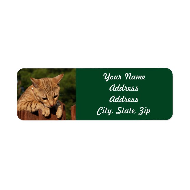 Sticker d'adresse de retour de Savannah Cat (Devant)