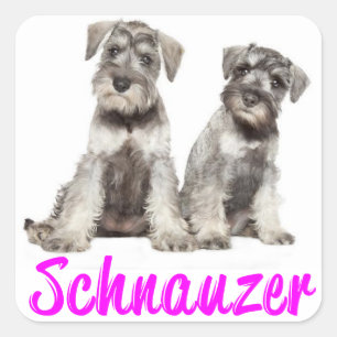 Sticker d'amour de chien chiot Schnauzer miniature