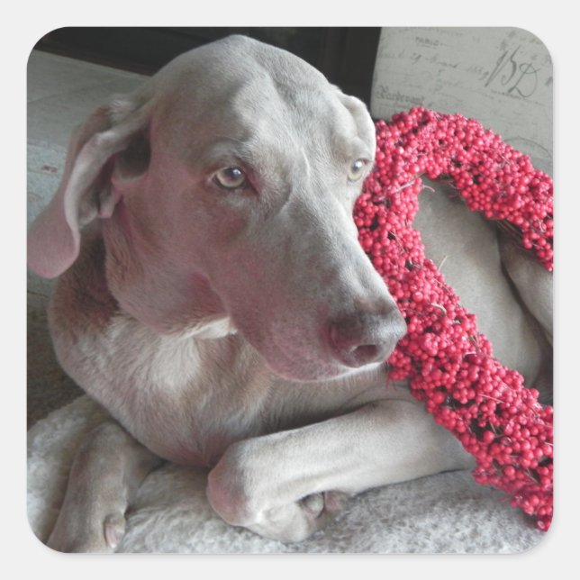 Sticker d'amour de pluie - Weimaraner Chien (Devant)