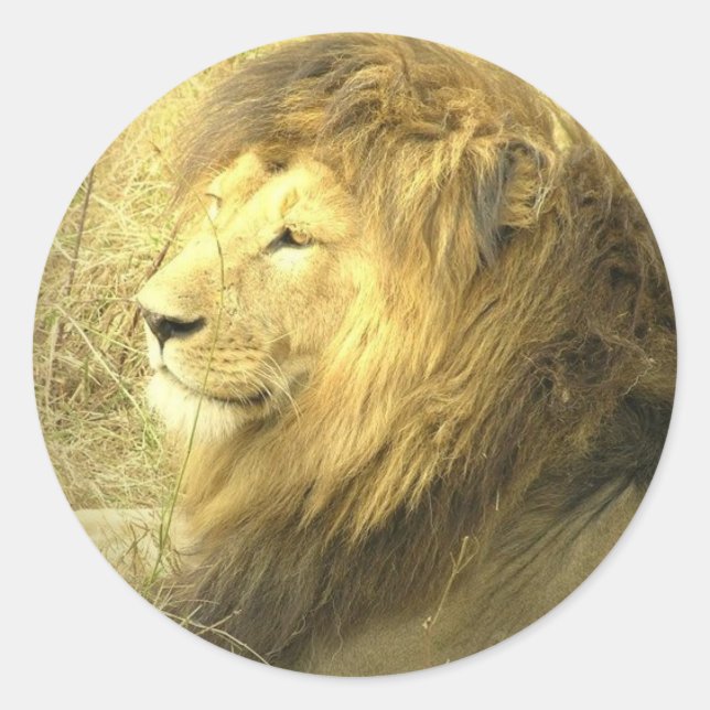 Sticker de la Fierté Lion (Devant)