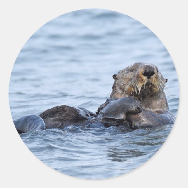 Sticker de la loutre (Devant)