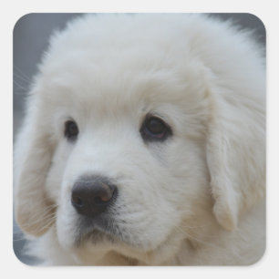 Sticker de l'adorable polonais Tatra Sheepdog Chie