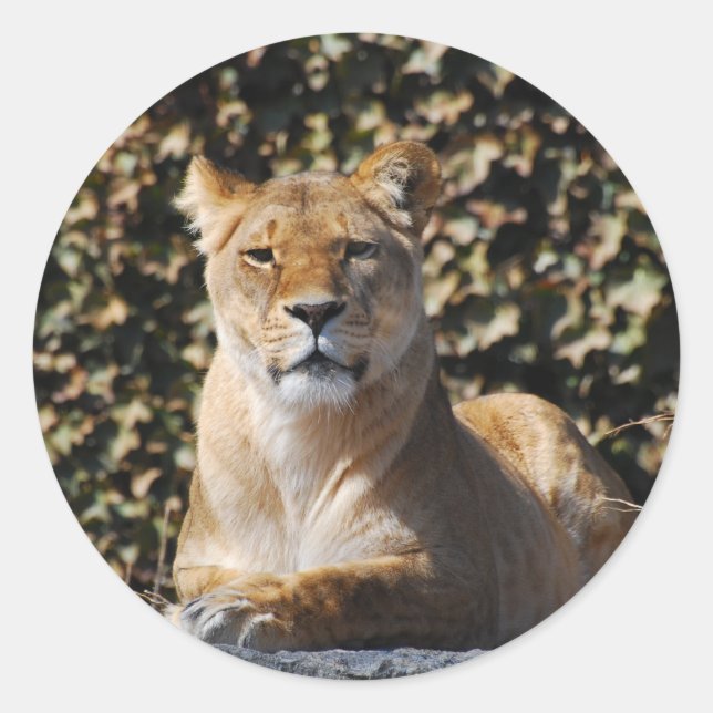 Sticker de lionne (Devant)