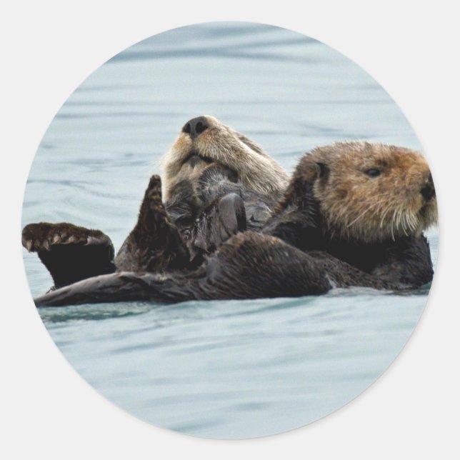 Sticker de loutres (Devant)