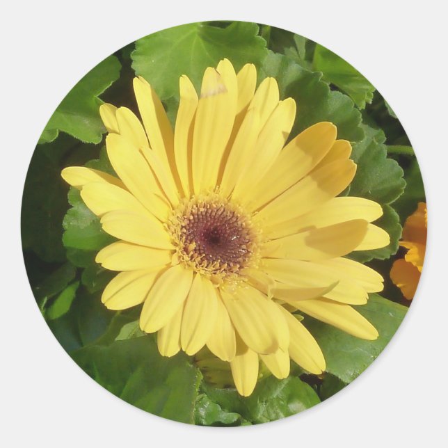 Sticker de marguerite jaune (Devant)