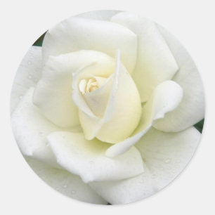 Sticker de significations roses