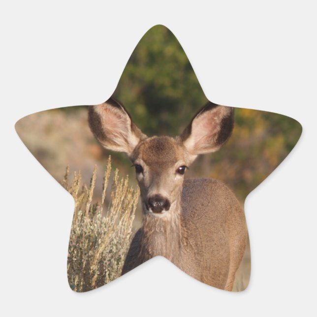 Sticker Deer Star (Devant)