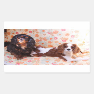 Sticker deux mignons Cavalier King Charles Spaniel