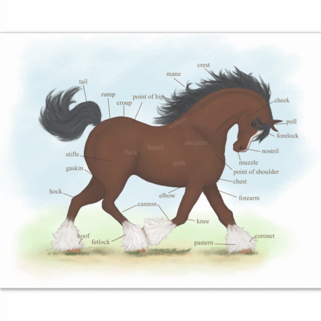 Sticker Diagramme d'anatomie équine éducative du Cheval de (Devant)
