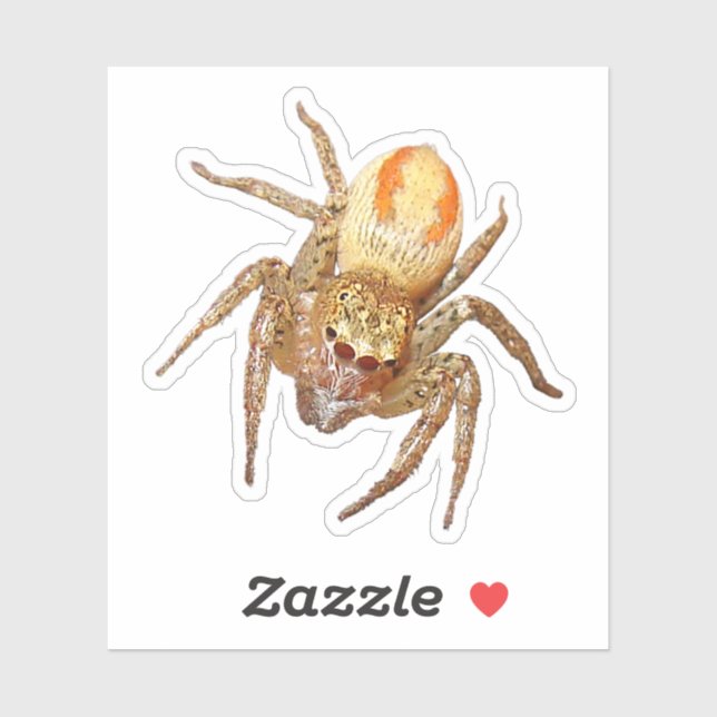 Sticker Dimorphic Jumping Spider (Maevia inclemens) (Feuille)
