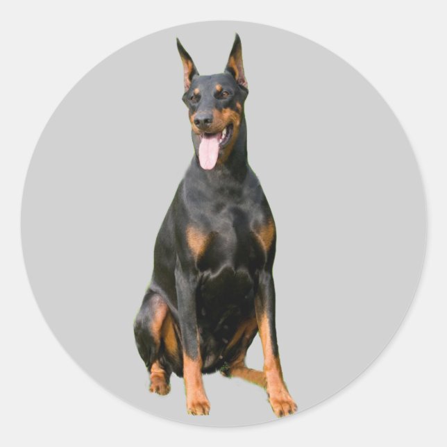 Sticker Doberman Pinscher (Devant)
