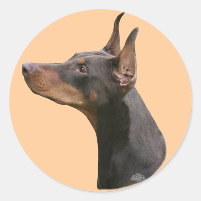 Sticker Dobermann Pinscher - rouge/noir (Devant)