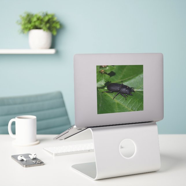 Sticker Dorcus parallelipipedus, le moindre dendroctone du (Ordinateur portable sur le bureau)