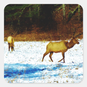 STICKER DSC00131.JPG