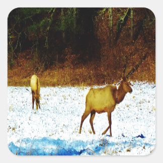 STICKER DSC00131.JPG