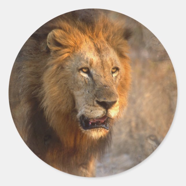 Sticker du roi de la Jungle (Devant)