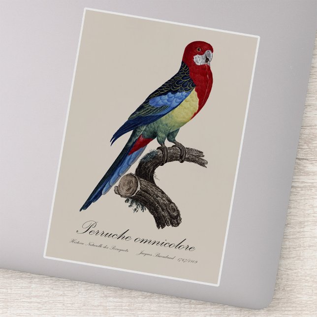 Sticker Eastern rosella or Platycercus eximius parakeet (Eastern rosella or Platycercus eximius parakeet. Sticker)