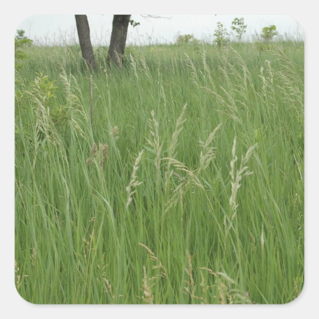 Sticker en herbe d'été par H.A.S. Arts (Devant)