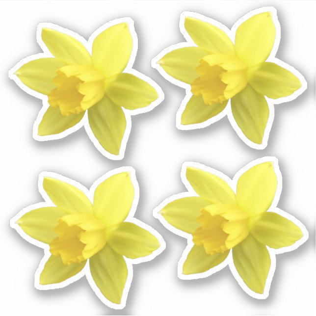 Sticker Ensemble de quatre fleurs de jonquilles jaunes (Devant)
