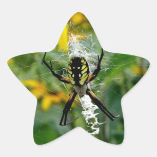 Sticker Étoile Araignée jaune