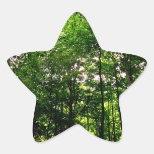 Sticker Étoile Arbres