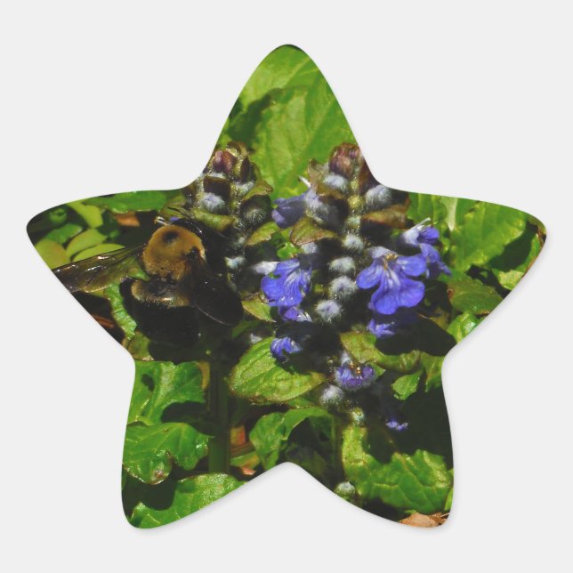 Sticker Étoile Baume d'abeille pourpre et bourdon (Devant)