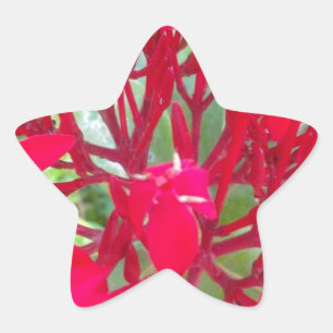 Sticker Étoile Beau Kaleidoscope de Milkweed rouge coloré