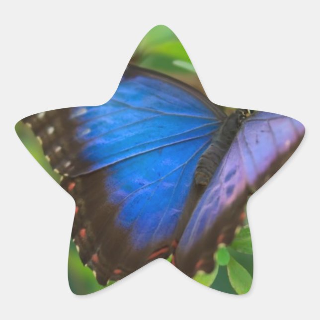 Sticker Étoile Beau Papillon bleu violet et noir (Devant)