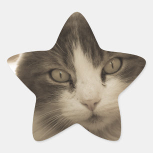 Sticker Étoile Belle Chat à la Sepia