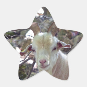 Sticker Étoile Billy Goat