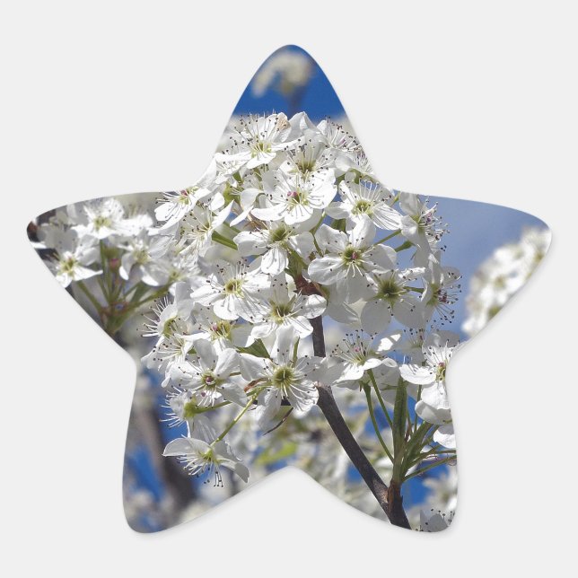 Sticker Étoile Bradford Pear Blooms (Devant)
