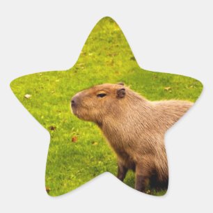 Sticker Étoile Capybara
