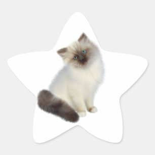 Sticker Étoile Chaton persan