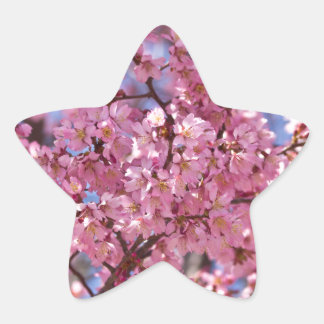 Sticker Étoile Ciel Rose de Cerisier Sakura