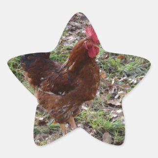 Sticker Étoile Cockerel