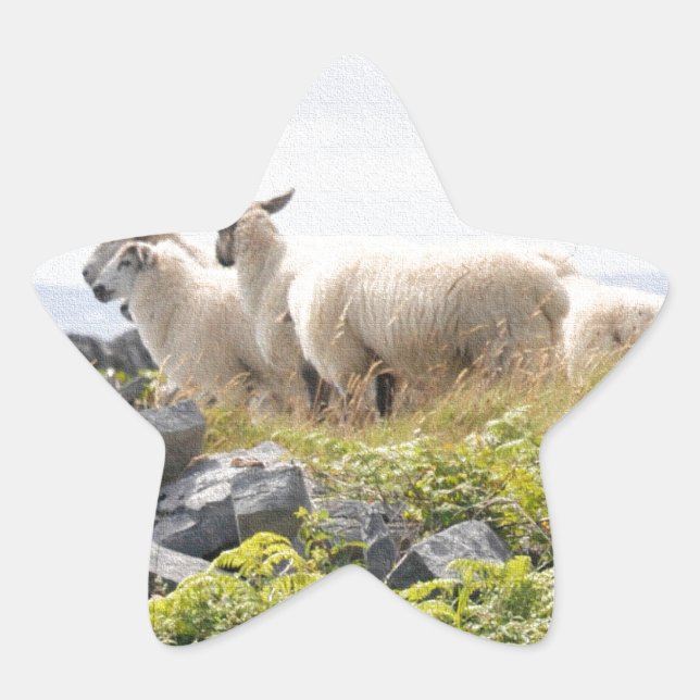 Sticker Étoile Conceptions originales - Moutons dans un champ (Devant)