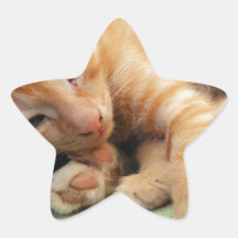 Cute Tiger Stripe Kitten