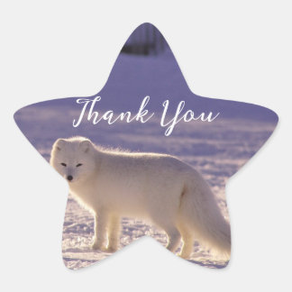 Sticker Étoile Cute White Arctic Fox neige hiver Photographie