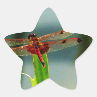Sticker Étoile Dragonfly rouge et noire tachetée