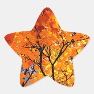 Sticker Étoile Feuille orange