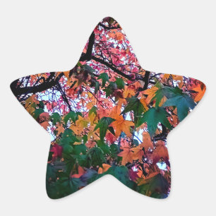Sticker Étoile Feuilles brillants