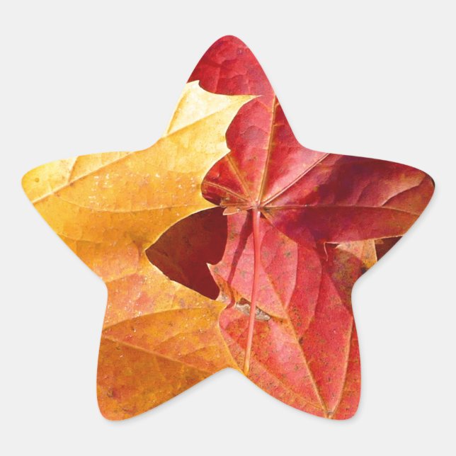 Sticker Étoile Feuilles d'automne - Etonnant! (Devant)