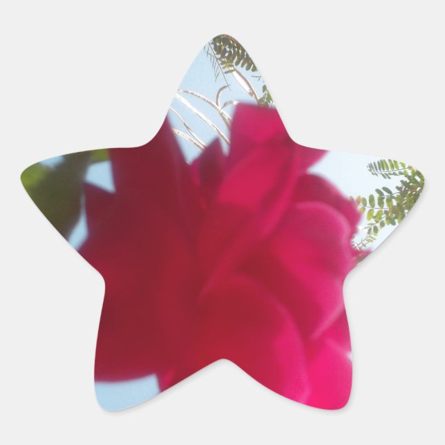 Sticker Étoile Fleur céleste : Un Rose contre le ciel (Devant)